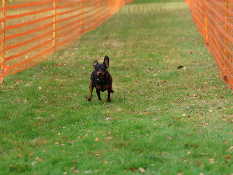 hunderennen 20 10 24