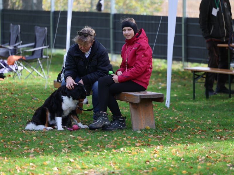 hunderennen a