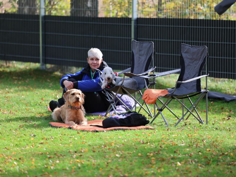 hunderennen a