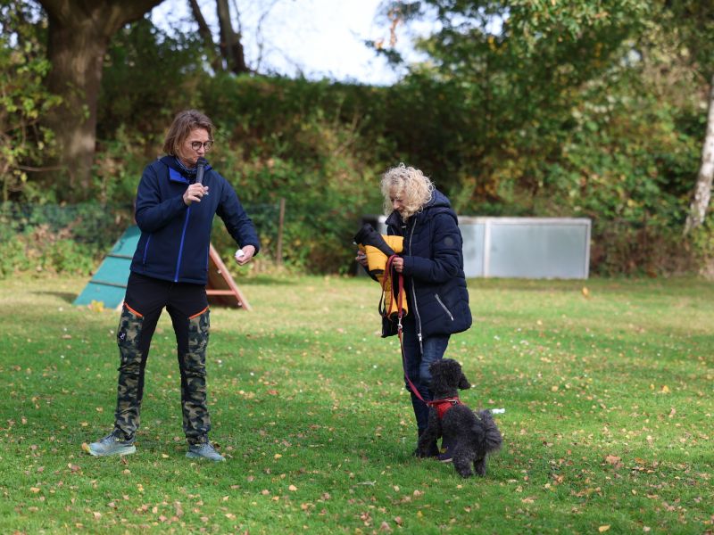 hunderennen a