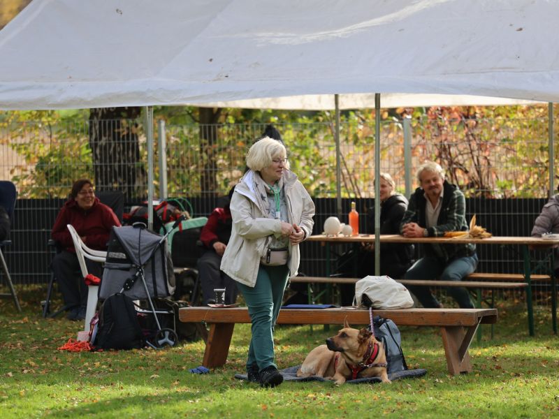 hunderennen a