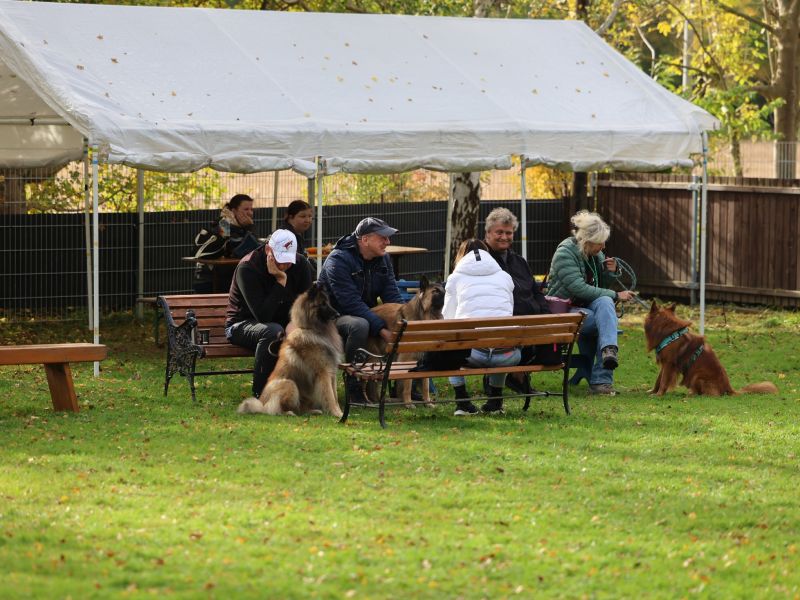hunderennen a