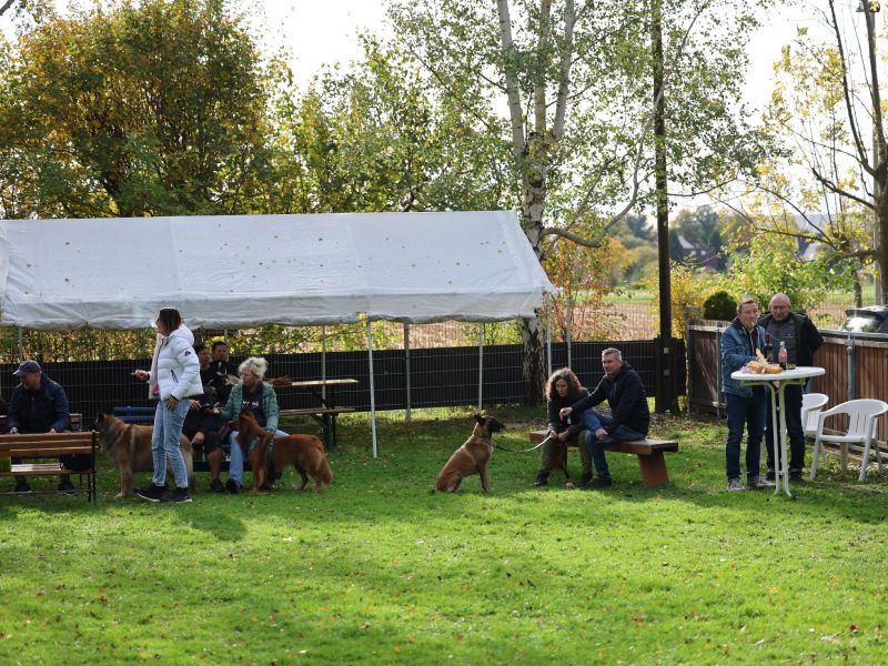 hunderennen a