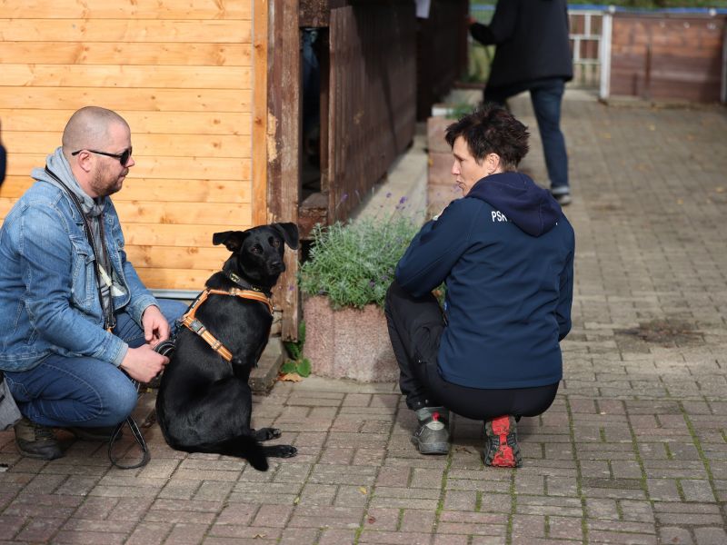 hunderennen a