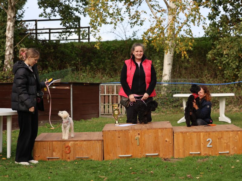 hunderennen a