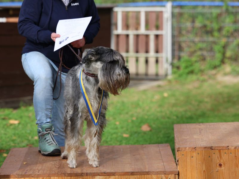 hunderennen a