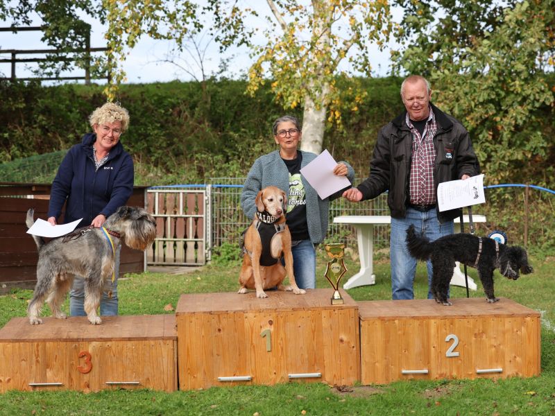 hunderennen a