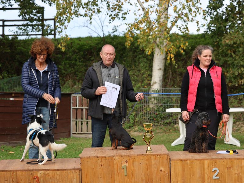 hunderennen a