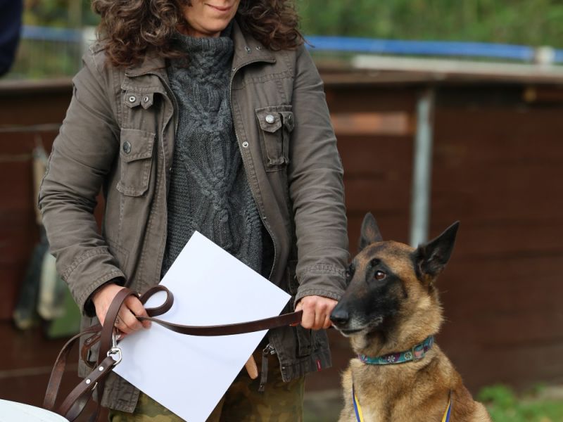 hunderennen a