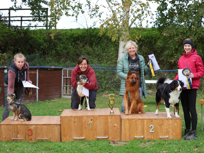 hunderennen a