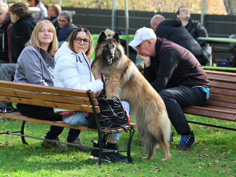 hunderennen a