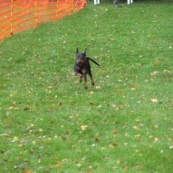 hunderennena