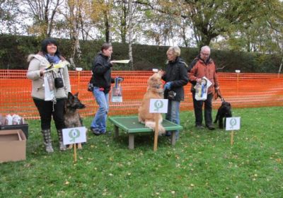 Hunderennen 2014
