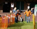 hunderennen 2020