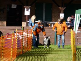 hunderennen 2020