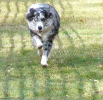 hunderennen020 136  