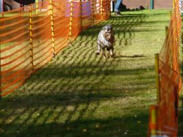 hunderennen 2020
