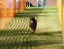 hunderennen 2020