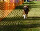 hunderennen 2020