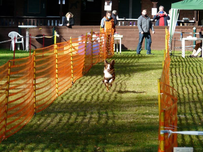 hunderennen 2020