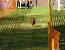 hunderennen 2020