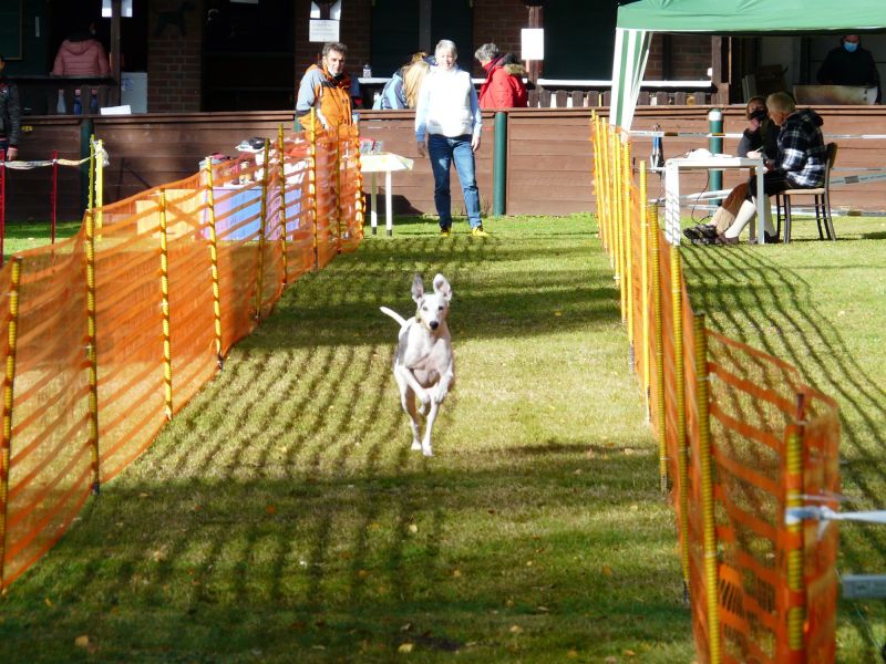 hunderennen 2020