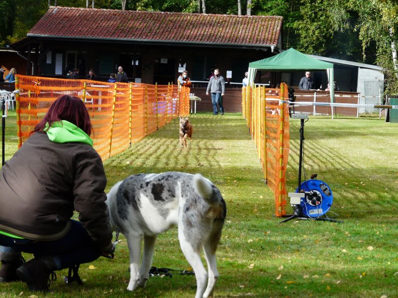 hunderennen 2020