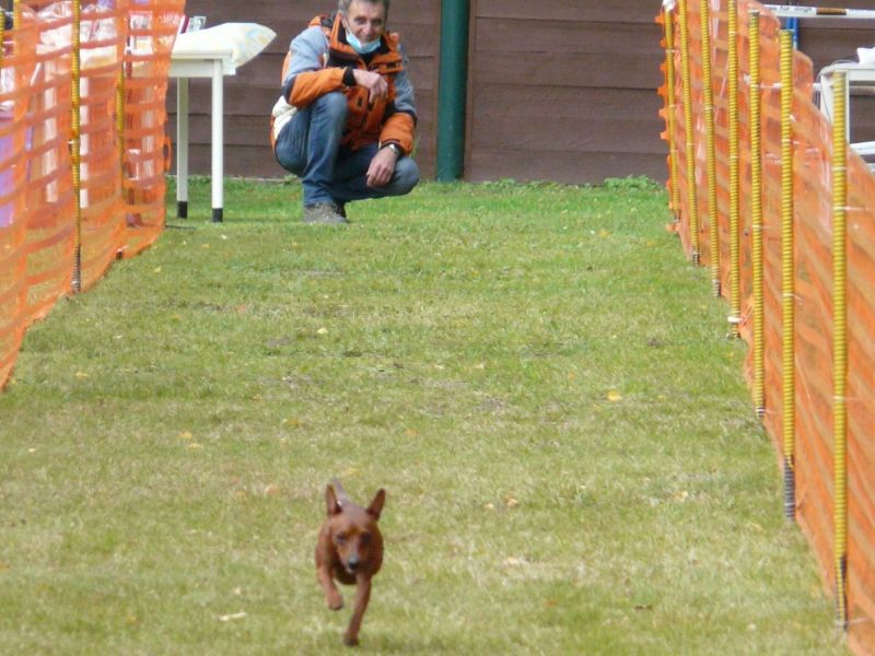 hunderennen02091  