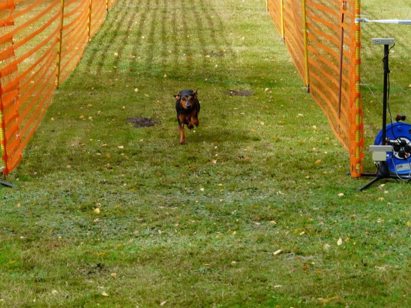 hunderennen 2020