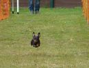 hunderennen020 330  