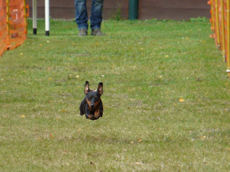 hunderennen020 330  