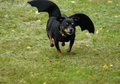 Hunderennen 2020
