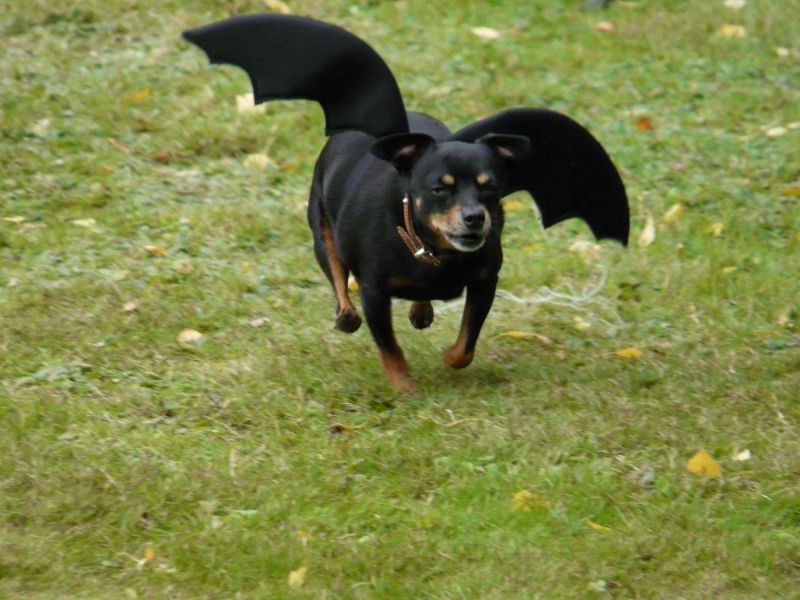 hunderennen 2020