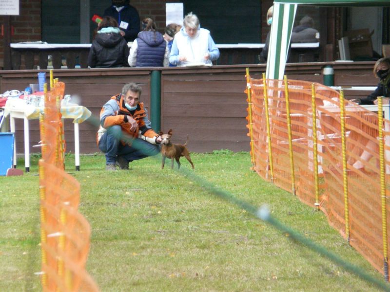 hunderennen 2020