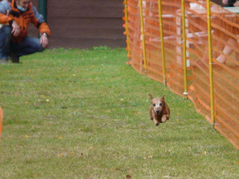 hunderennen020 362  