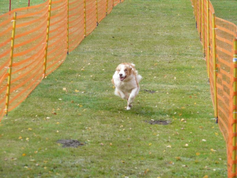 hunderennen 2020