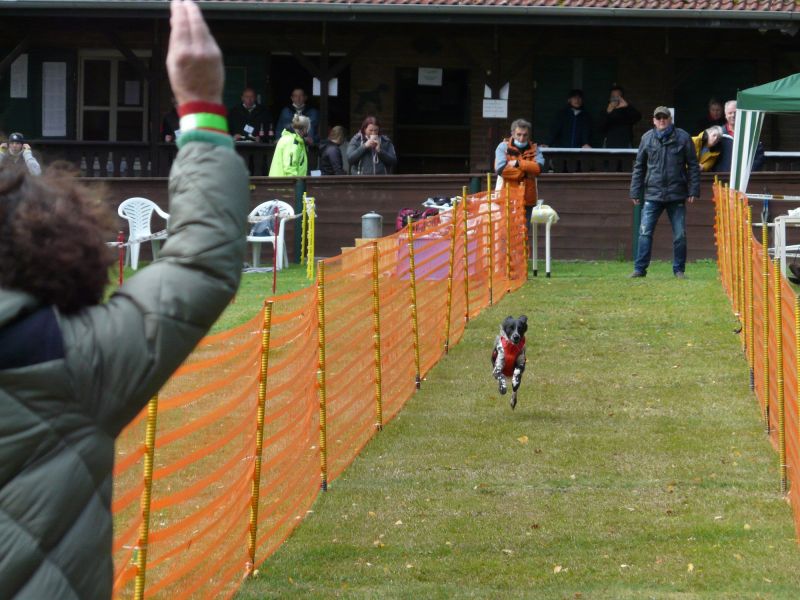 hunderennen 2020