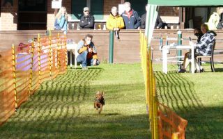hunderennen020 42  