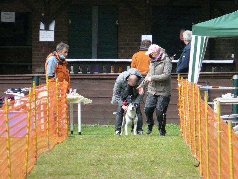 hunderennen 2020