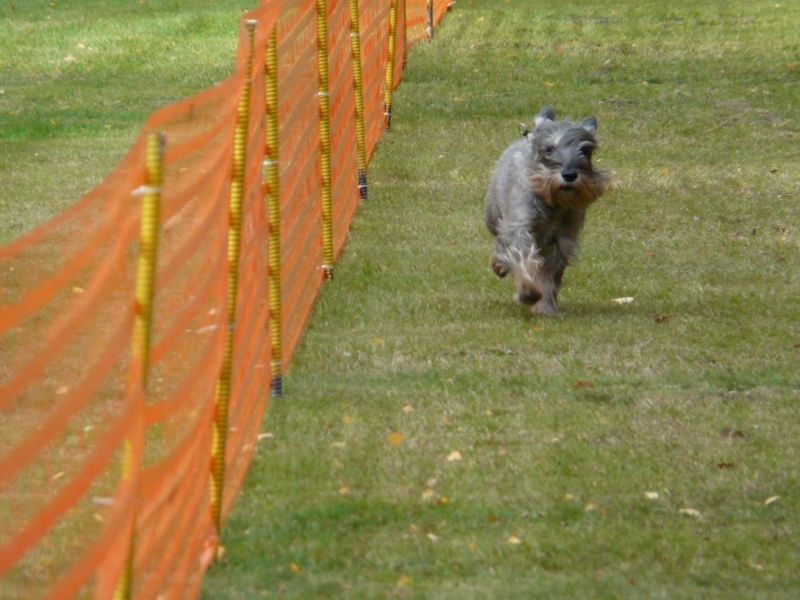 hunderennen 2020
