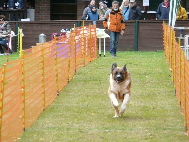 hunderennen 2020