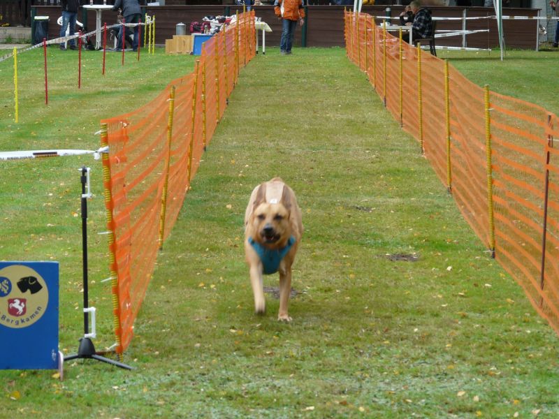 hunderennen 2020