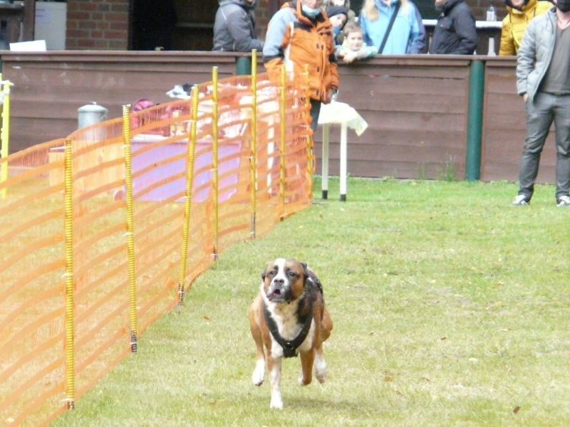 hunderennen020 455  