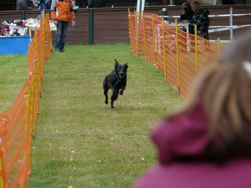 hunderennen 2020