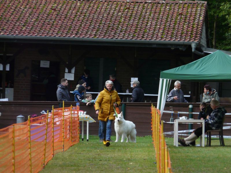 hunderennen 2020