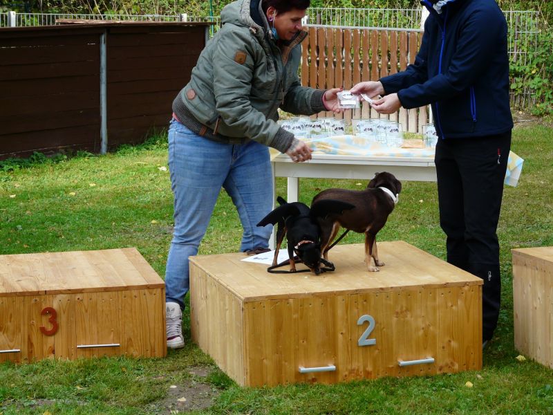 hunderennen 2020