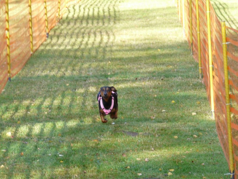 hunderennen020 56  