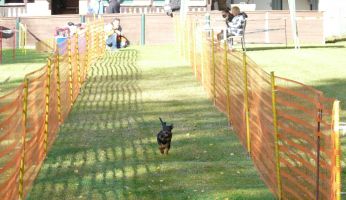 hunderennen020 71  