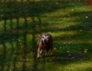 hunderennen020 83  