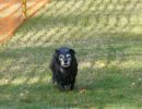 hunderennen020 91  